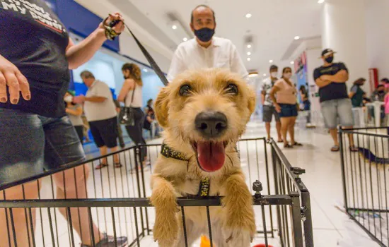 Santo André realiza feira de adoção de animais neste sábado no Parque Central