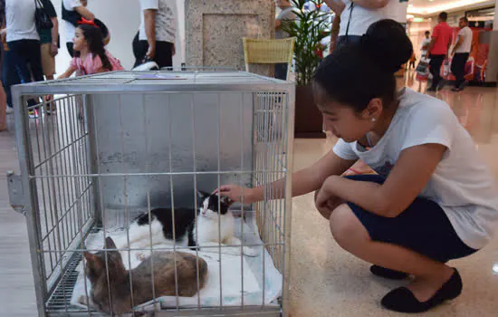 Diadema terá 1ª Feira de Adoção de Animais em 2020