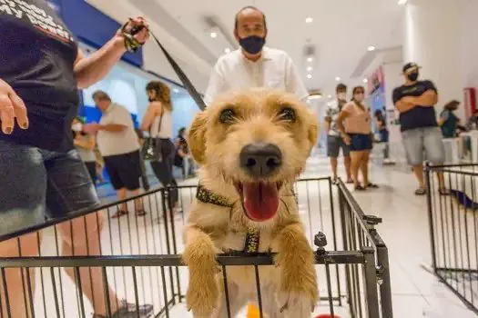 Cães e gatos ganham novos lares na feira de adoção “Eu amo, eu adoto”