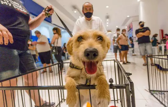 Cães e gatos ganham novos lares na feira de adoção “Eu amo