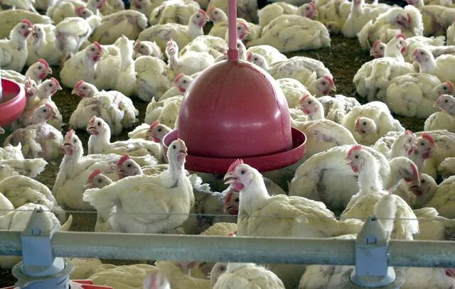 Agricultura suspende feiras com aglomeração de aves para evitar gripe aviária