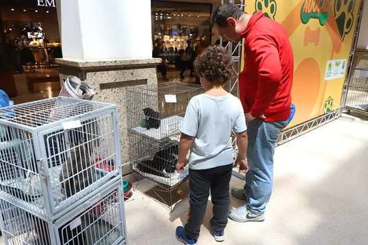 Feira de Adoção de cães e gatos muda a vida de famílias em Diadema