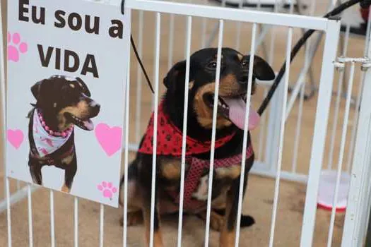 Parque Central recebe feira de adoção “Eu amo, eu adoto” neste sábado