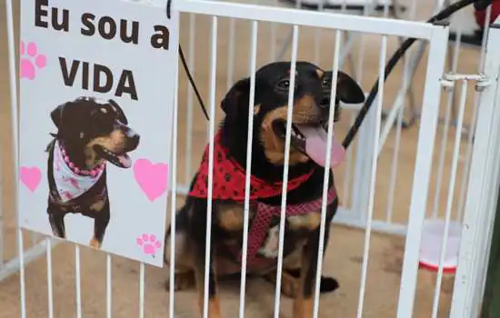 Parque Central recebe feira de adoção “Eu amo