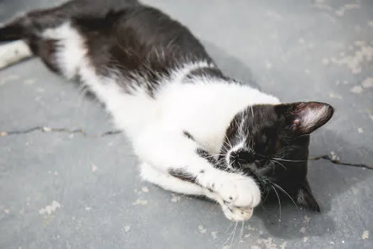 CCZ de São Caetano realiza a última feira de adoção de cães e gatos de 2019