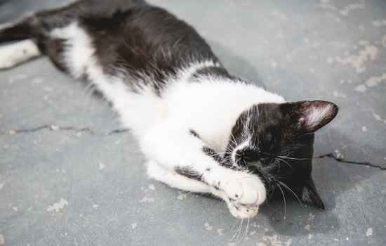 CCZ de São Caetano realiza a última feira de adoção de cães e gatos de 2019