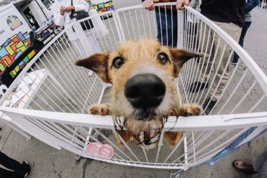 Feira de Adoção de Cães e Gatos está em todos os domingos do Festival do Chocolate