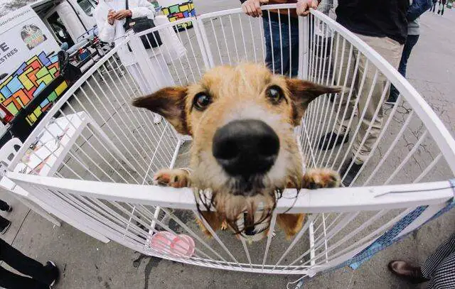 Feira de Adoção de Cães e Gatos está em todos os domingos do Festival do Chocolate