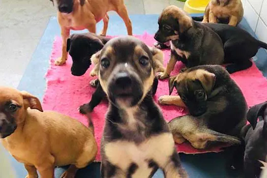 Prefeitura de São Bernardo promove feira de doação animal neste domingo