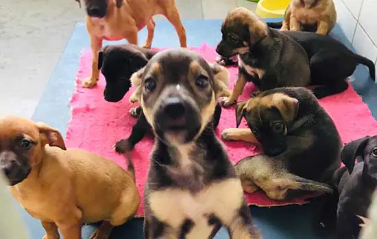 Prefeitura de São Bernardo promove feira de doação animal neste domingo