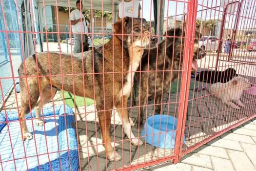 Feira de adoção animal acontece no Mooca Plaza