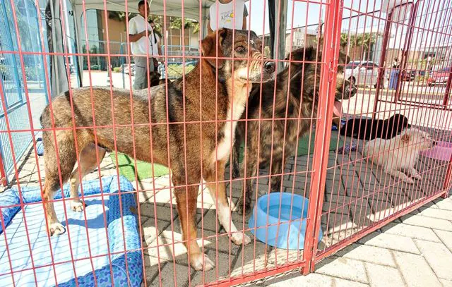 Feira de adoção animal acontece no Mooca Plaza