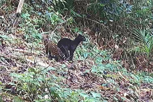 Felino selvagem raro é visto em reserva da Mata Atlântica