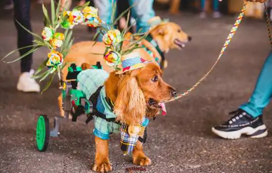 ArraiAU encerra a 9ª edição com a presença de mais de 1500 pets