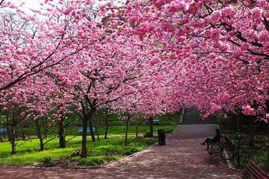 Fim de semana tem Festa das Cerejeiras no Parque do Carmo