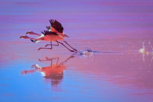 ‘Parques Nacionais’ é categoria em Festival Internacional de Fotografia