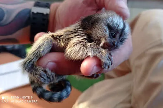 Equipe de Proteção à Fauna de Ribeirão Pires resgata bebê Sagui