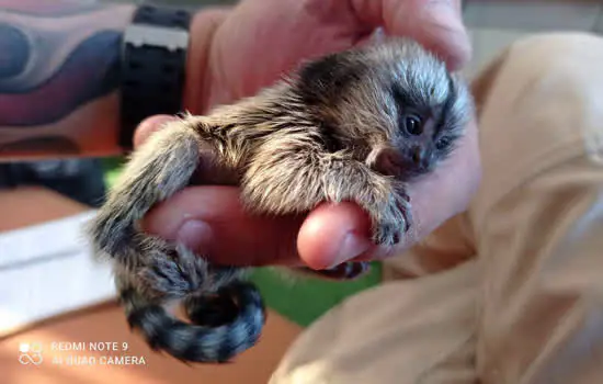 Equipe de Proteção à Fauna de Ribeirão Pires resgata bebê Sagui