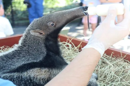 Filhote de tamanduá-bandeira recebe cuidados no Bioparque Zoo Pomerode