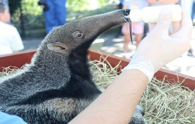 Filhote de tamanduá-bandeira recebe cuidados no Bioparque Zoo Pomerode