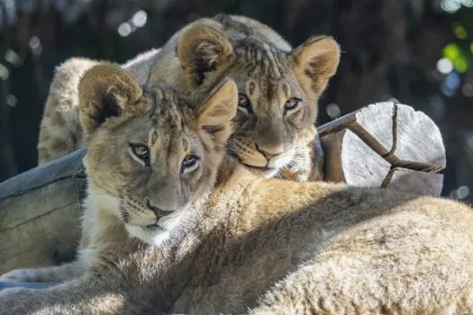 Férias na rota das feras: filhotes de leão são apresentados ao público no Zoo Safari