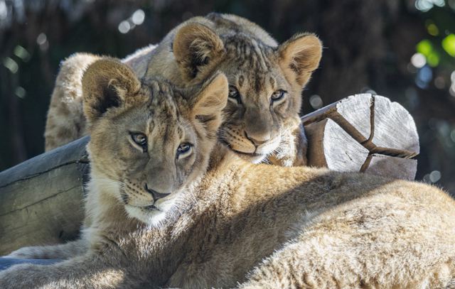 Férias na rota das feras: filhotes de leão são apresentados ao público no Zoo Safari