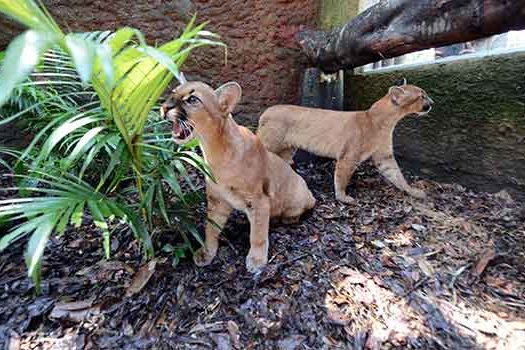 File:Parque Zoológico de São Paulo - Sao Paulo Zoo - Onça-parda