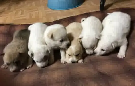 Família de cães é resgatada após se proteger da neve em buraco