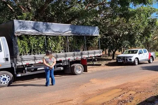 Fiscalização no interior de São Paulo interdita viveiros e destrói mudas irregulares