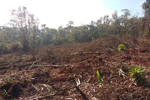 Equipe de fiscalização ambiental de São Bernardo flagra desmatamento em área de proteção