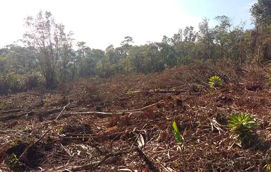 Equipe de fiscalização ambiental de São Bernardo flagra desmatamento em área de proteção