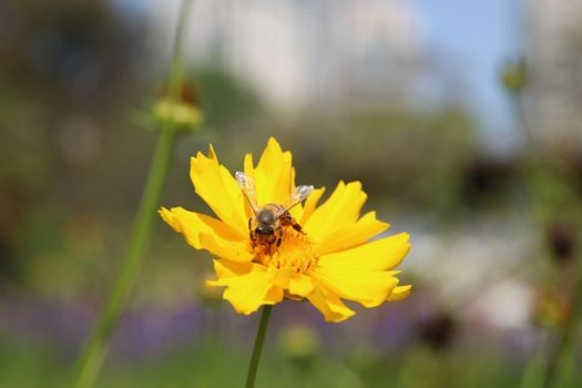 A importância de áreas verdes urbanas para a saúde