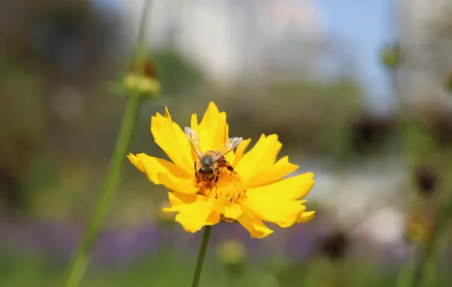 A importância de áreas verdes urbanas para a saúde