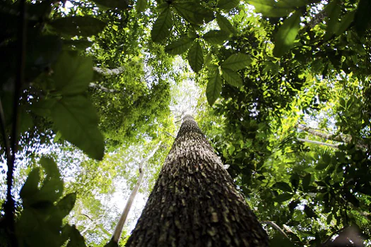 Livro traz aplicação de 150 espécies nativas da flora brasileira