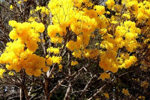 MMA cria Câmara Setorial de Guardiãs e Guardiões da Biodiversidade