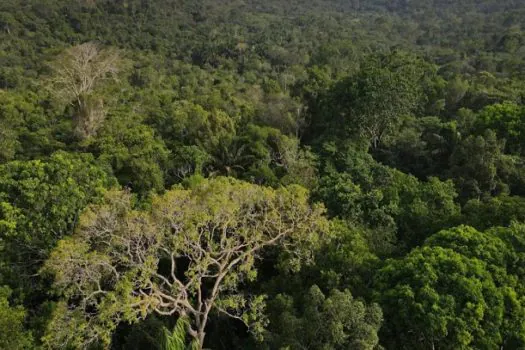 Agricultura autoriza concessões em duas florestas nacionais da Amazônia