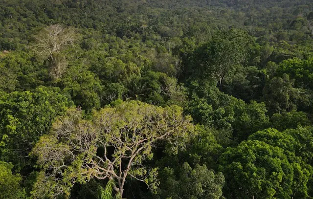 Agricultura autoriza concessões em duas florestas nacionais da Amazônia