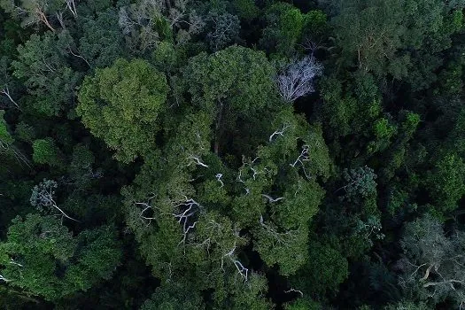 Acordo prevê remuneração para conservação de florestas