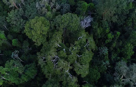 Acordo prevê remuneração para conservação de florestas