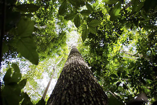 Projeto pioneiro vai pagar para produtores rurais da Amazônia não desmatarem