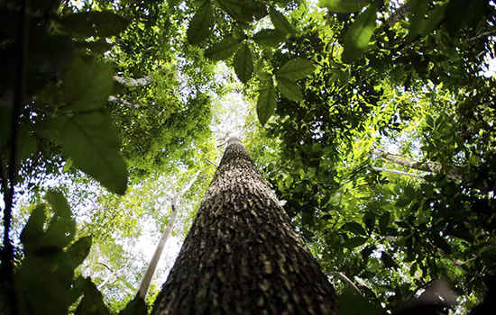 Projeto pioneiro vai pagar para produtores rurais da Amazônia não desmatarem