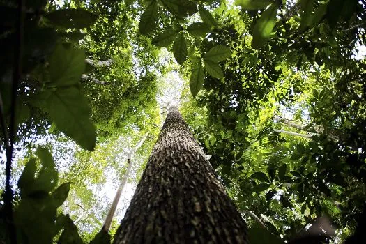 Bioma amazônico tem 30 a 40 mil espécies só de plantas, mostra estudo