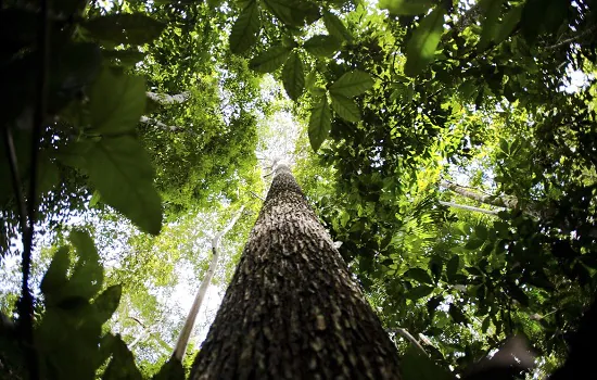 Bioma amazônico tem 30 a 40 mil espécies só de plantas