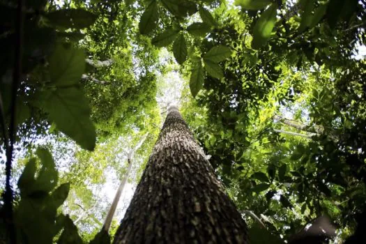 Amazônia Legal: 167 quilômetros quadrados foram desmatados em janeiro