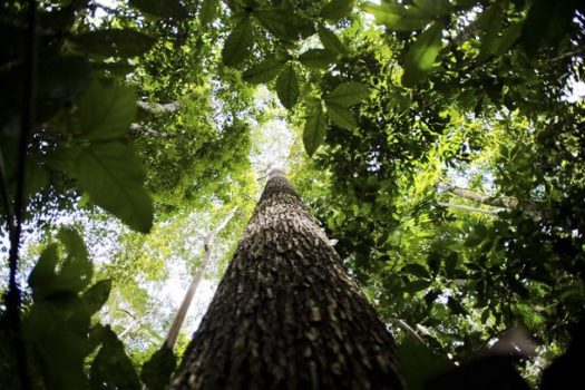 Governo vai investir R$ 2 bilhões para segurança na Amazônia Legal