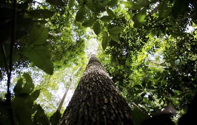 No Dia da Amazônia