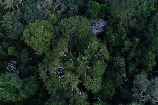 Brasil perde 15% de florestas naturais em quase 40 anos, diz MapBiomas