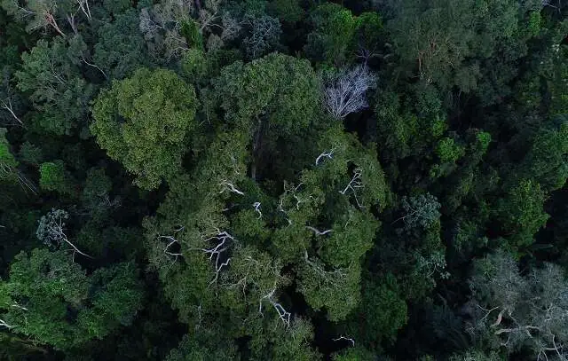 Campanha destaca luta de mulheres na defesa da floresta amazônica