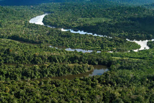 Proteger as florestas para salvar vidas