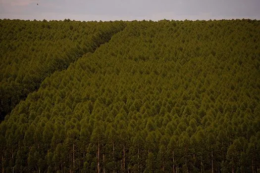 Florestas plantadas no Brasil ocuparam 9,5 milhões de hectares em 2021